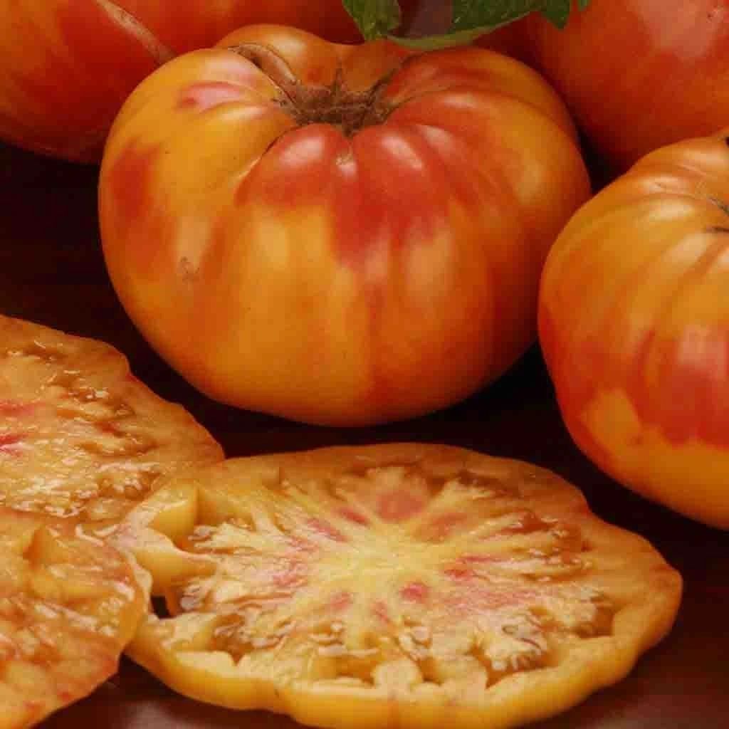 Big Rainbow Tomato– Clearwater Valley Seeds