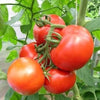 Rutgers Tomato