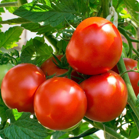 Oregon Spring Tomato (GREAT NORTHERN TOMATO)