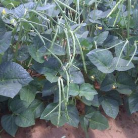 Top Pick Pinkeye Cowpea