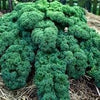 Vates Blue Scotch Curled Kale