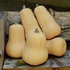 Waltham Butternut Winter Squash