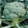 Waltham 29 Broccoli