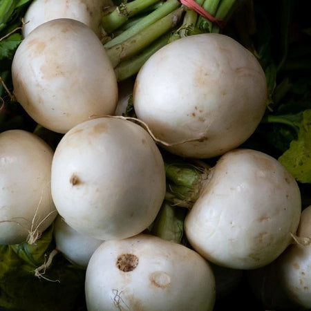 White Egg Turnip