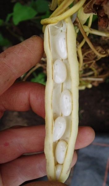 White Half Runner Bean