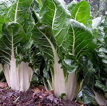 White swiss chard