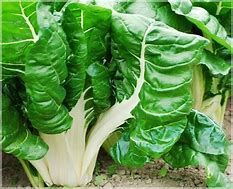 White swiss chard