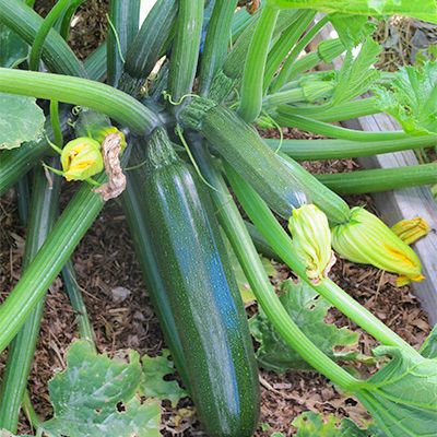 Black Beauty Zucchini